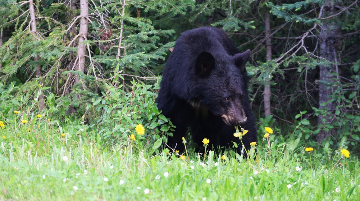 . However, at $10 CAD for 3 pretzels, they weren’t cheap.</p><p>At our campsite for the night, we were able to observe some wildlife. In addition to a beaver and a muskrat, we also saw a bald eagle.</p><p>We moved on to Glacier National Park. There was a small booth from 'Parks Canada' on-site, where a ranger informed visitors about the presence of bears and warned about the dangers and appropriate behavior.</p><p>We are already well-equipped and informed but still hope that we won’t get too close to any bears.</p><p>We continued on to Yoho National Park. We hiked from the Takakkaw Falls to Yoho Lake. This challenging but beautiful hike took us through dense forest to a small lake with stunning views of the neighboring peaks. At the lake, we were completely alone and enjoyed the tranquility. The loop trail led us over snow-covered mountain slopes. Due to the heavy snow, navigating the path became increasingly difficult, but with GPS and good orientation, we managed this little adventure safely. We were rewarded with a great view of Takakkaw Falls, which is the second-largest waterfall in Canada at 373m. We also spotted a marmot.</p><p>The next day, we took it easy on our legs and only took a small but lovely walk along Emerald Lake. The reflection of the mountains in the lake was particularly beautiful.</p><p>The following day was set to be a distinctly touristy day. We visited the two lakes, Lake Louise and Moraine Lake. These are likely two of the most visited places in Canada and are absolute hotspots. Both lakes can be accessed via a shuttle bus, which we had to book two days in advance. Sometimes, it’s so crowded that you can’t get a shuttle for the day at all. The official shuttle from Parks Canada is significantly cheaper at $12 CAD per person compared to private providers, making it very popular.</p><p>We started early to avoid the huge crowds as much as possible and planned a longer hike at Lake Louise. Even at the Park and Ride, it became clear how many people are processed here daily.</p><p>At the lake itself, we quickly left the largest crowds behind us. The trails were still much busier than on our previous hikes, but it was manageable.</p><p>We hiked to several viewpoints, the Little Beehive, the Big Beehive, and the Devil's Thumb. Especially the last one was quite challenging, but we were rewarded with a fantastic view without other people around.</p><p>Back at the lake, there were significantly more people than in the morning.</p><p>After a further shuttle ride to Moraine Lake, we were fully immersed in the crowds. Since we were already quite exhausted, we only went to a nearby viewpoint. After securing a small spot among countless people and taking a few pictures, we decided to head back.</p><p>While traveling in the camper, we passed our first black bear. Many cars had already stopped on the roadside, and many people were busy taking photos.</p><p>We also stopped to see the bear. Technically, it’s not entirely permitted to stop on the roadside, but it was our first bear, and it’s definitely special to spot such beautiful animals.</p><p>Since Banff is just as beautiful but at least as crowded as Lake Louise, we decided to skip it and head straight to Canmore. Here, we took advantage of our rest day to do some shopping, laundry, and fill up on gas before heading on to Kananaskis Provincial Park.</p><p>There’s a casino just outside the park where you can park overnight for free, which is ideal for us.</p><p>Today, we took advantage of the good weather for a hike on the Wasootch Ridge Trail.</p><p>After that, we spent a relaxed afternoon at Barrier Lake before heading back to the casino parking lot.</p>