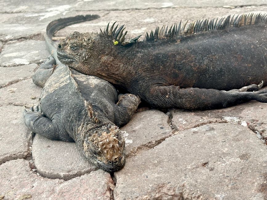 Santa Cruz (Galápagos)