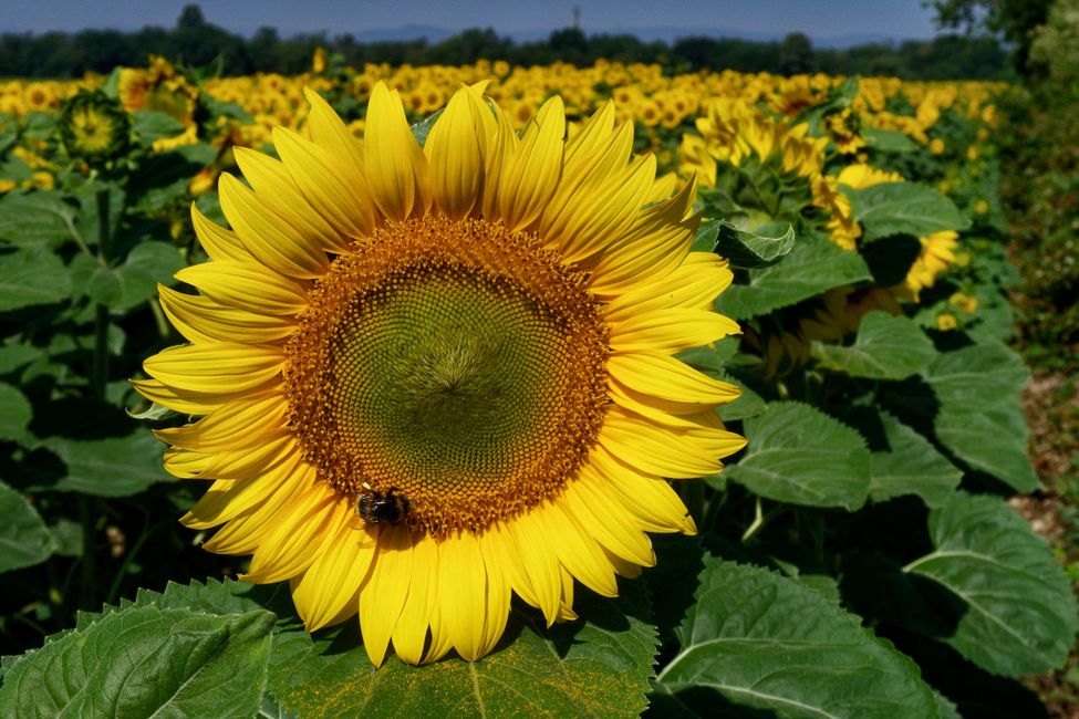 Girasoli a perdita d'occhio