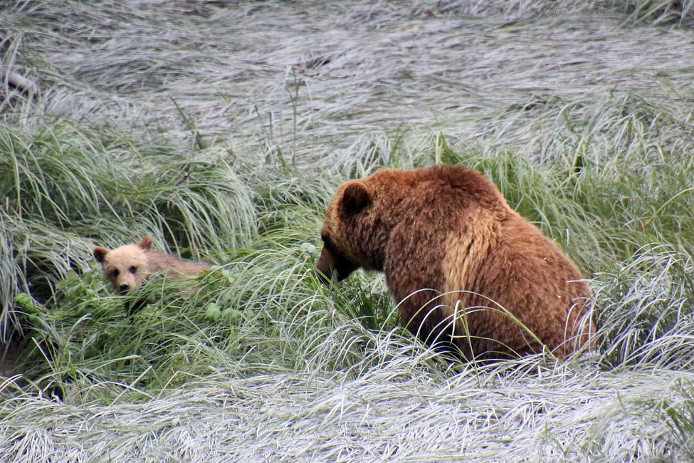 Tag 15: Stewart/Hyder - Grizzlys & (k)ein Salmon Glacier