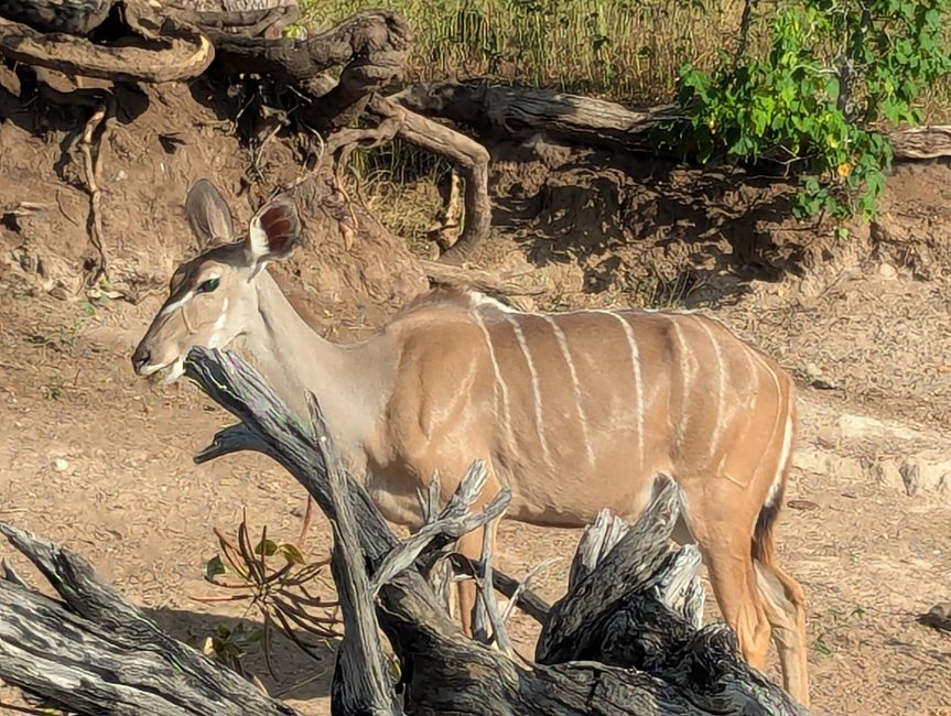 Chobe River und Nationalpark