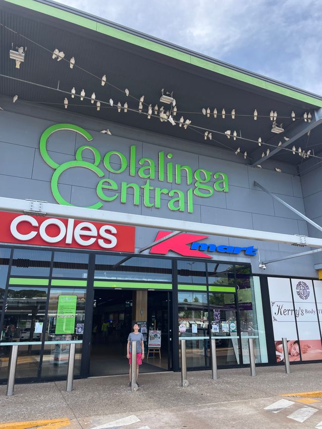 Die Kakadus spielen mit den frei hängenden Leitungen 