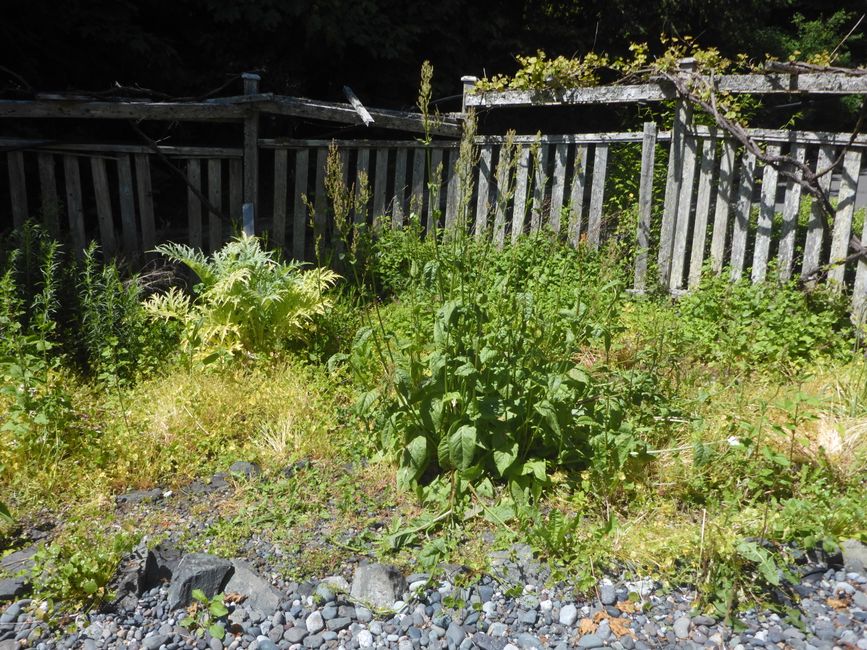 Garten vorher