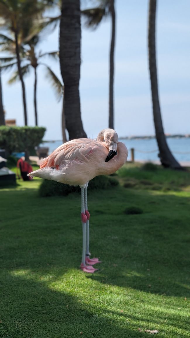 Flamingo Insel (Renaissance Island)