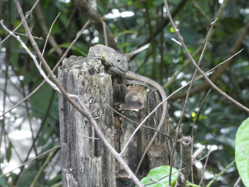 Young iguana in Manuel Antonio National Park