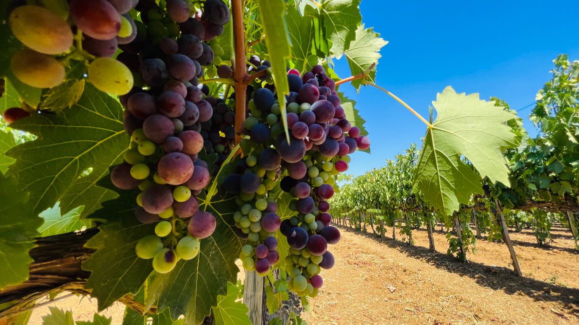 Toskana - Zwischen sanften Hügeln, gutem Wein und italienischer Lebensfreude!