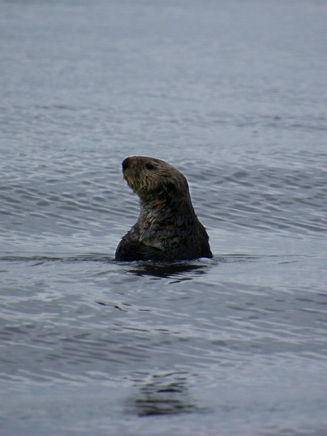 Tour de Observación de Ballenas de Seasmoke