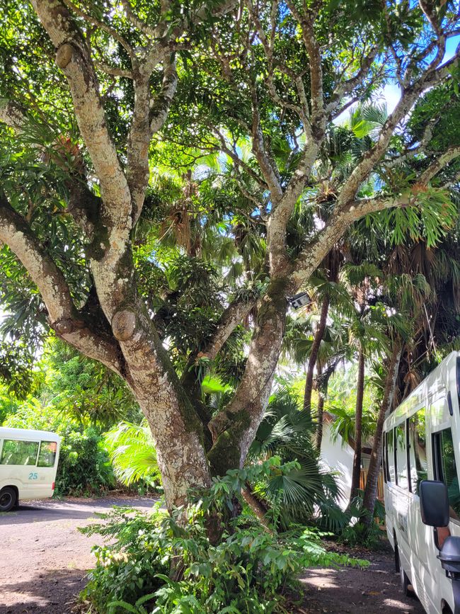 Tag 132 und 133 von 175: Kreuzfahrt rund um die Welt - Port Louis/Mauritius - geänderte Route - weiträumige Umfahrung der Krisengebiete