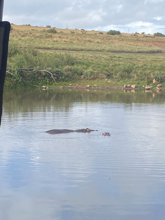 Elephant Hide, Knysna