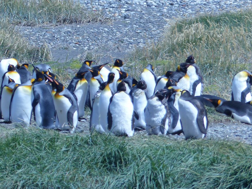 Chile, king penguins on Tierra del Fuego