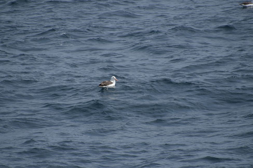 Schwarbrauen-Albatros / Black-browed albatros