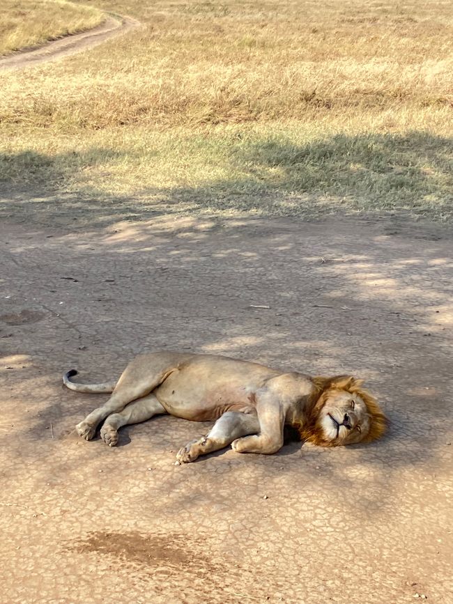 En la Serengeti - Día 2