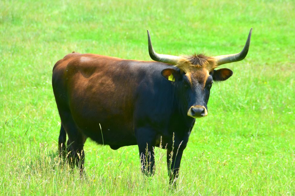 * * * S E C H T A S A F A R I - der Auerochsenweg
bei Bopfingen * * *