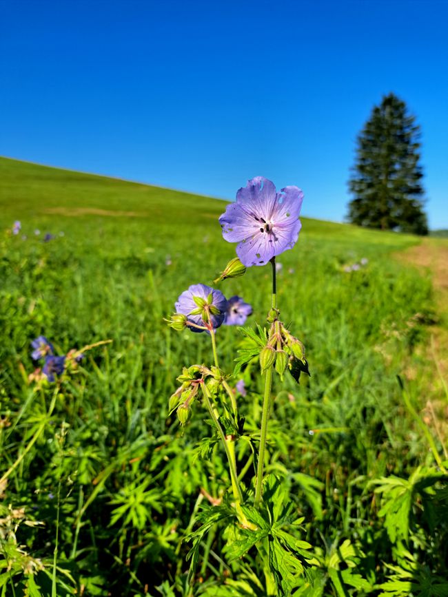 Wiesen-Storchschnabel