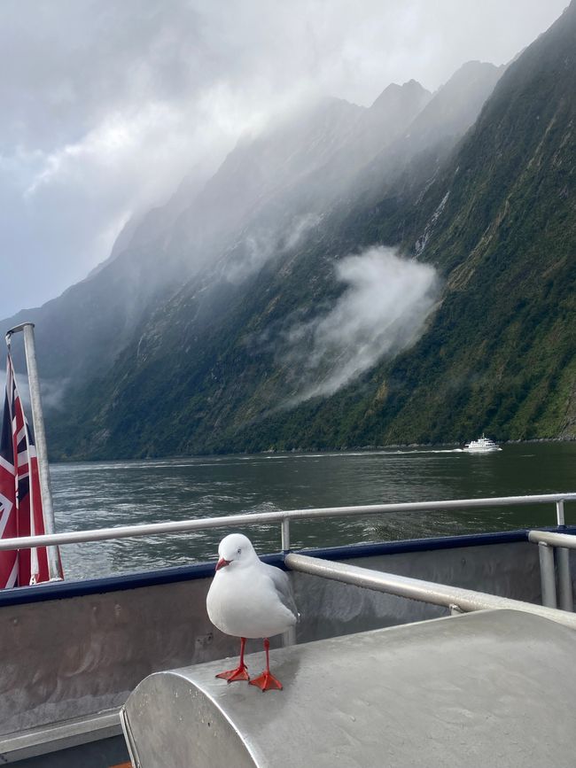 Road trip to Milford Sound