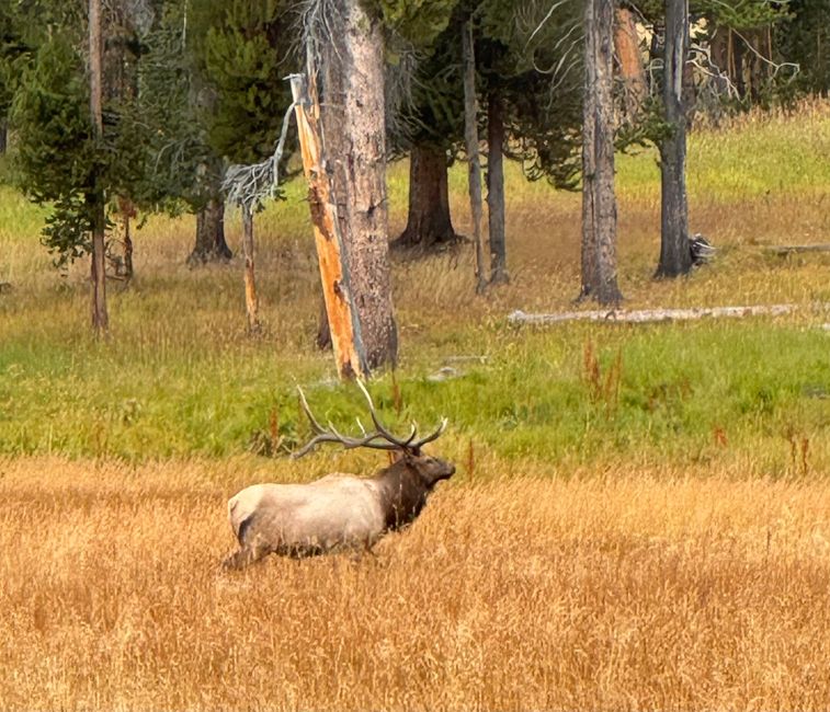 Parque Nacional Yellowstone