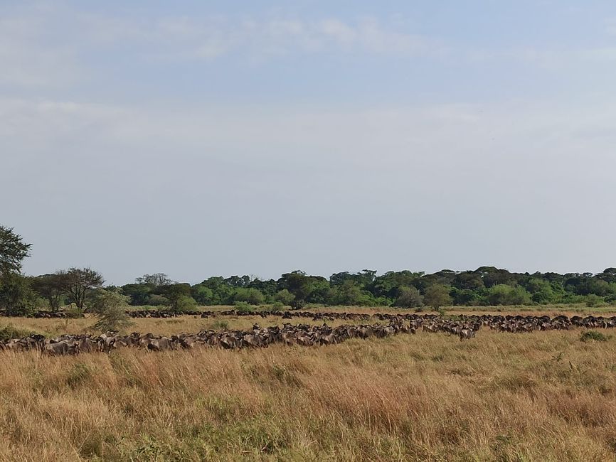 En la Serengeti - Día 3