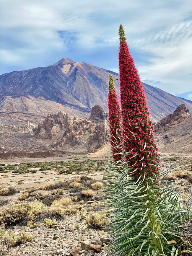 At the beginning of May it is spring there and the "Red Viper's Bugloss" is in bloom and in the background the Teide