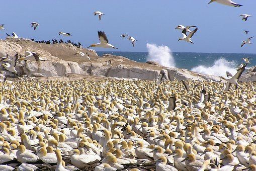 Bird Island - Kaptölpel-Kolonie