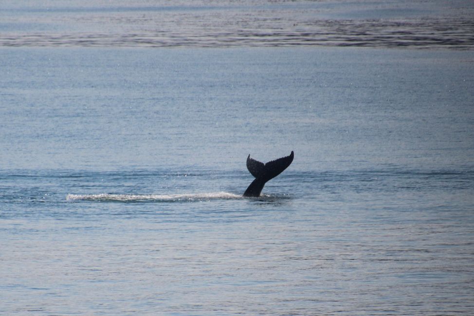 Whale Watching during the ferry ride