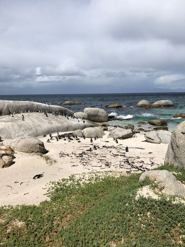 #5 - Cape Town - At the Cape of Good Hope