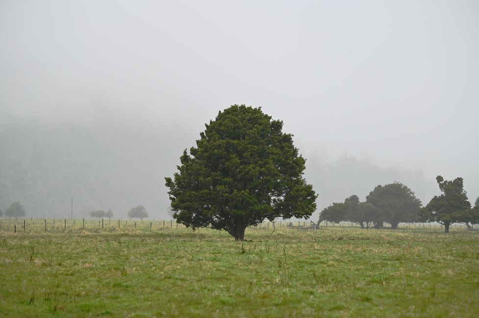 Tree in pasture