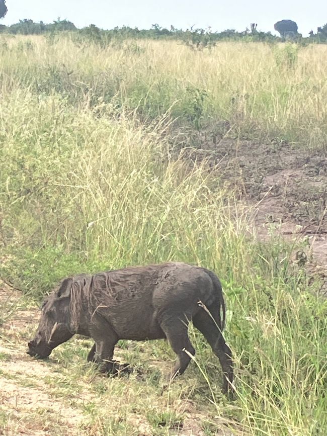 Queen Elizabeth Nationalpark