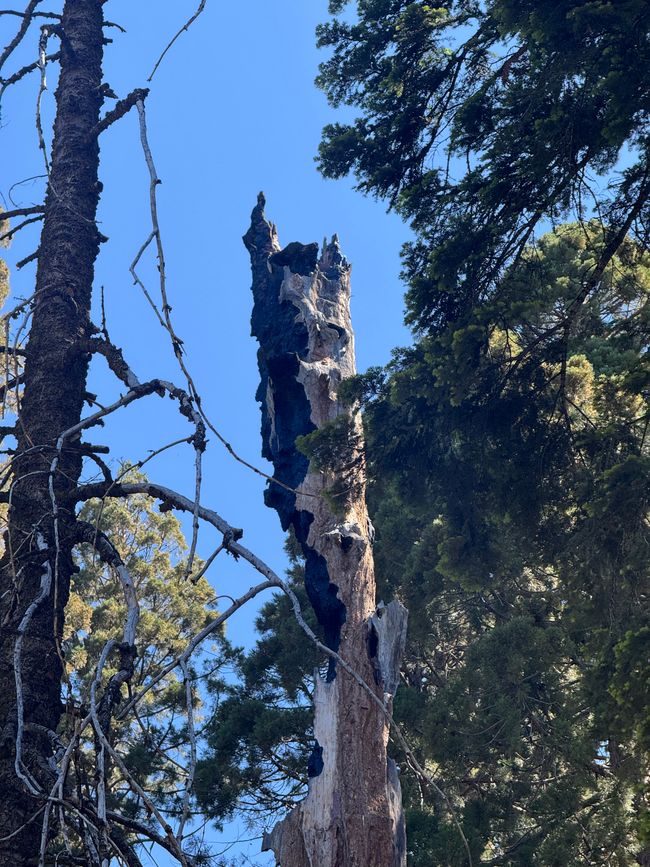 Sequoia National Park