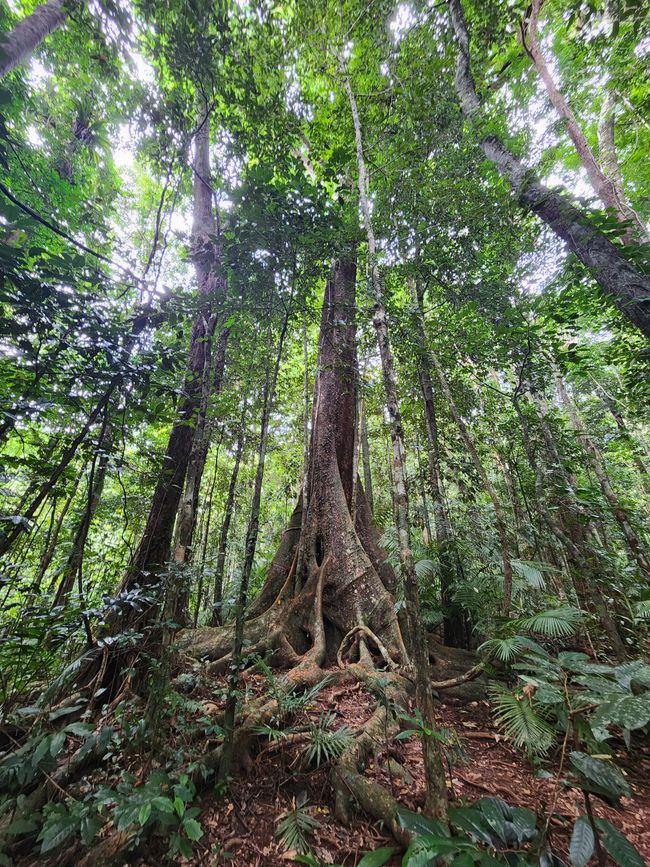 Tag 28, 22. Mai, Daintree, der älteste Regenwald der Welt