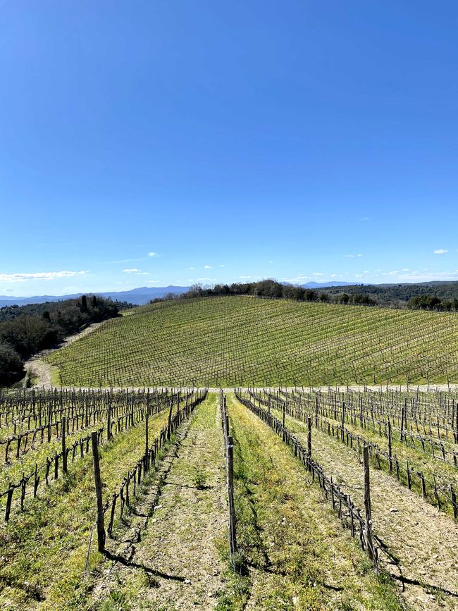 Tuscany Tour - Stop 3: Wine Tasting in Montalcino