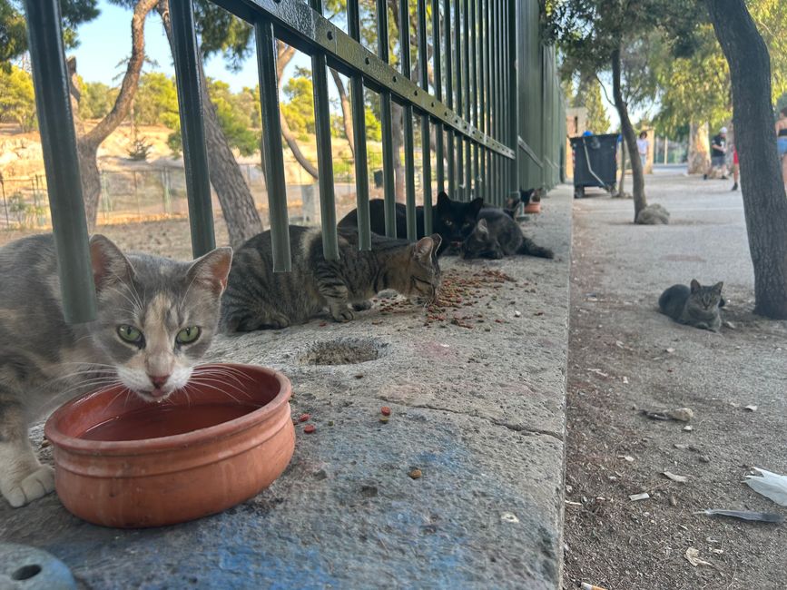 Katzen der Akropolis