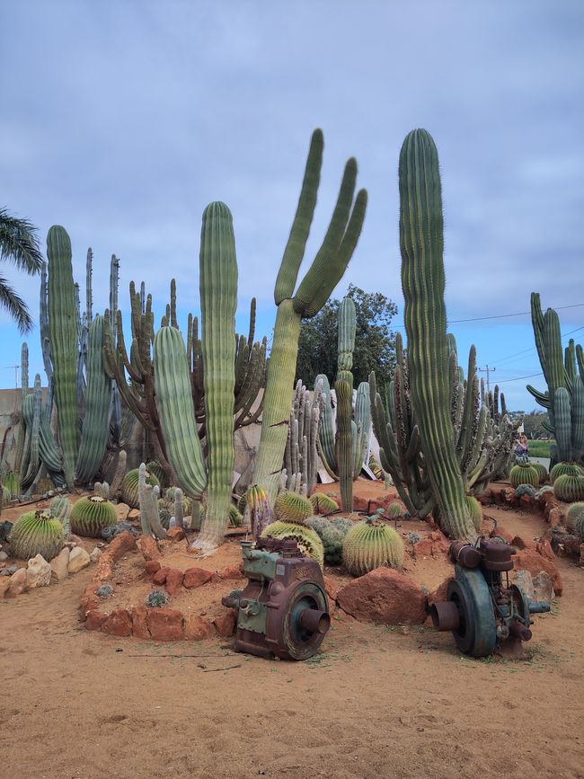 Cactus farm at the Fruitloop.