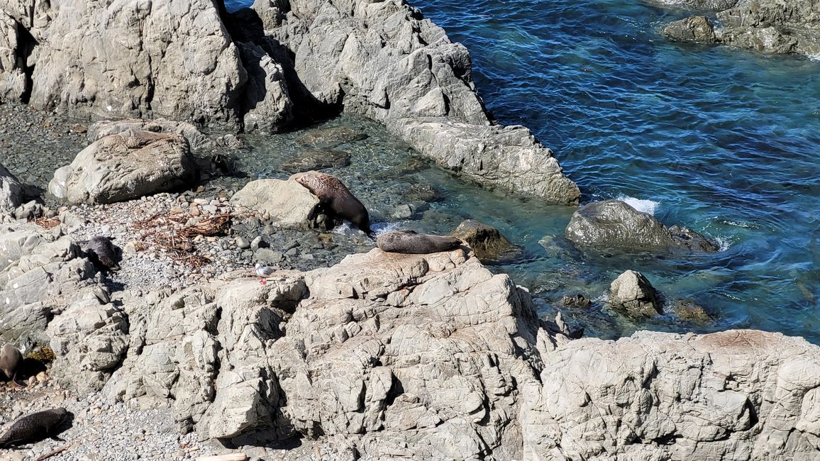 Von den Seehunden weiter in den Abel Tasman-Nationalpark