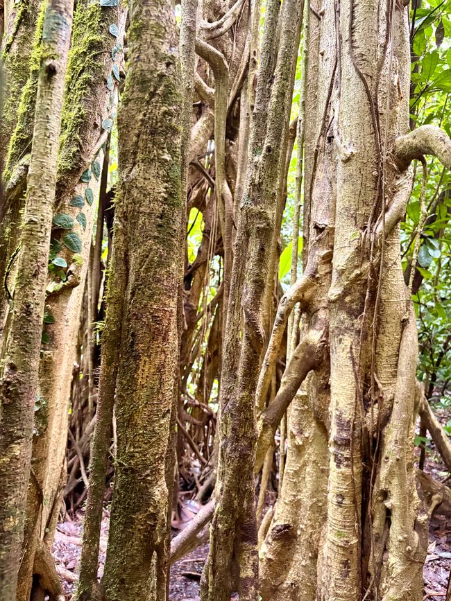Unterwegs in Costa Rica
