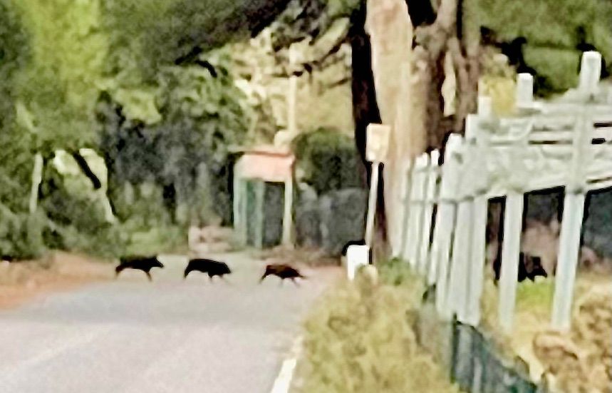 Die Horde Wildschweine nach ihrem Angriff.