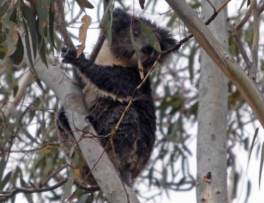 Kingscote, Kangaroo Island