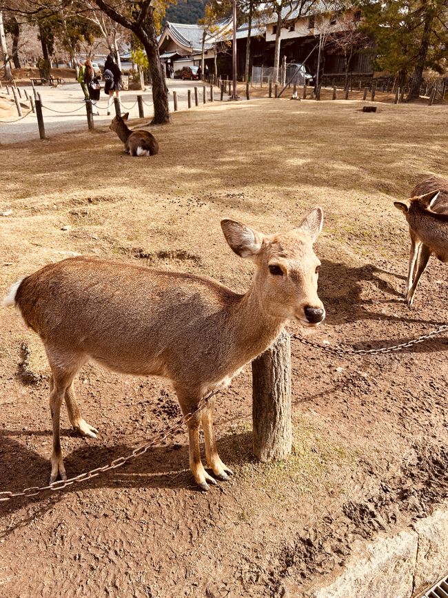 Nara - 10th day