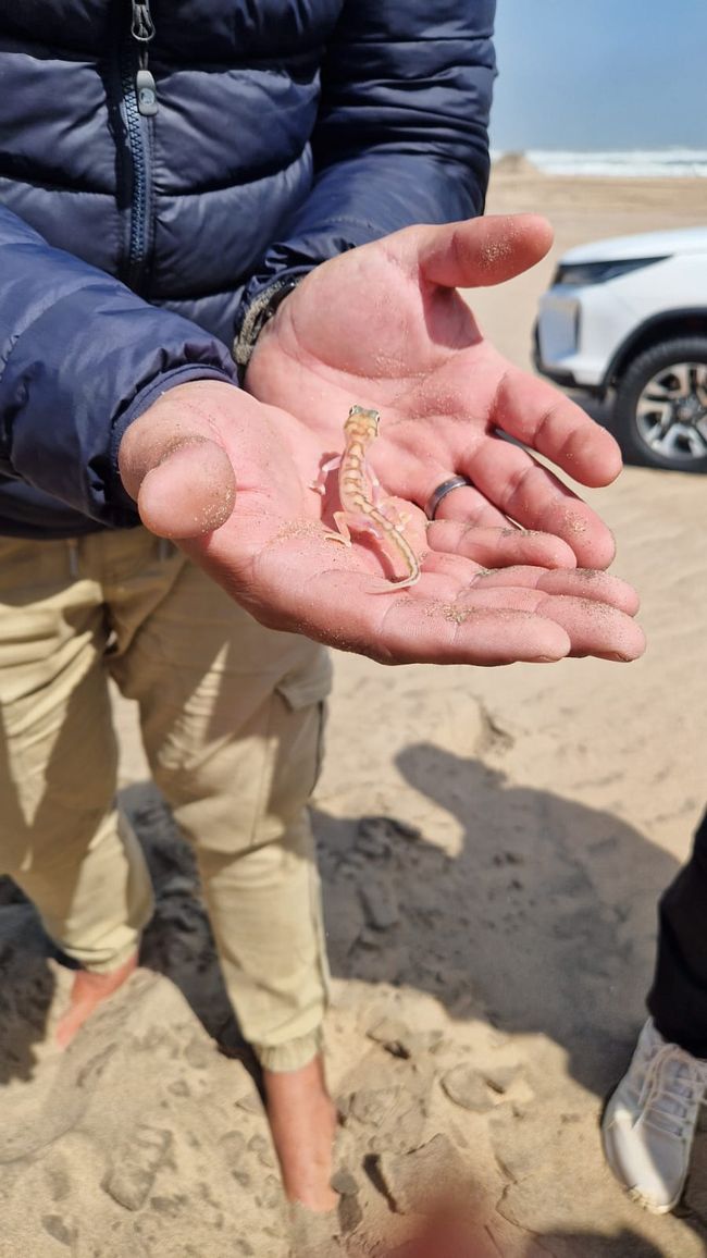 Palmatogecko