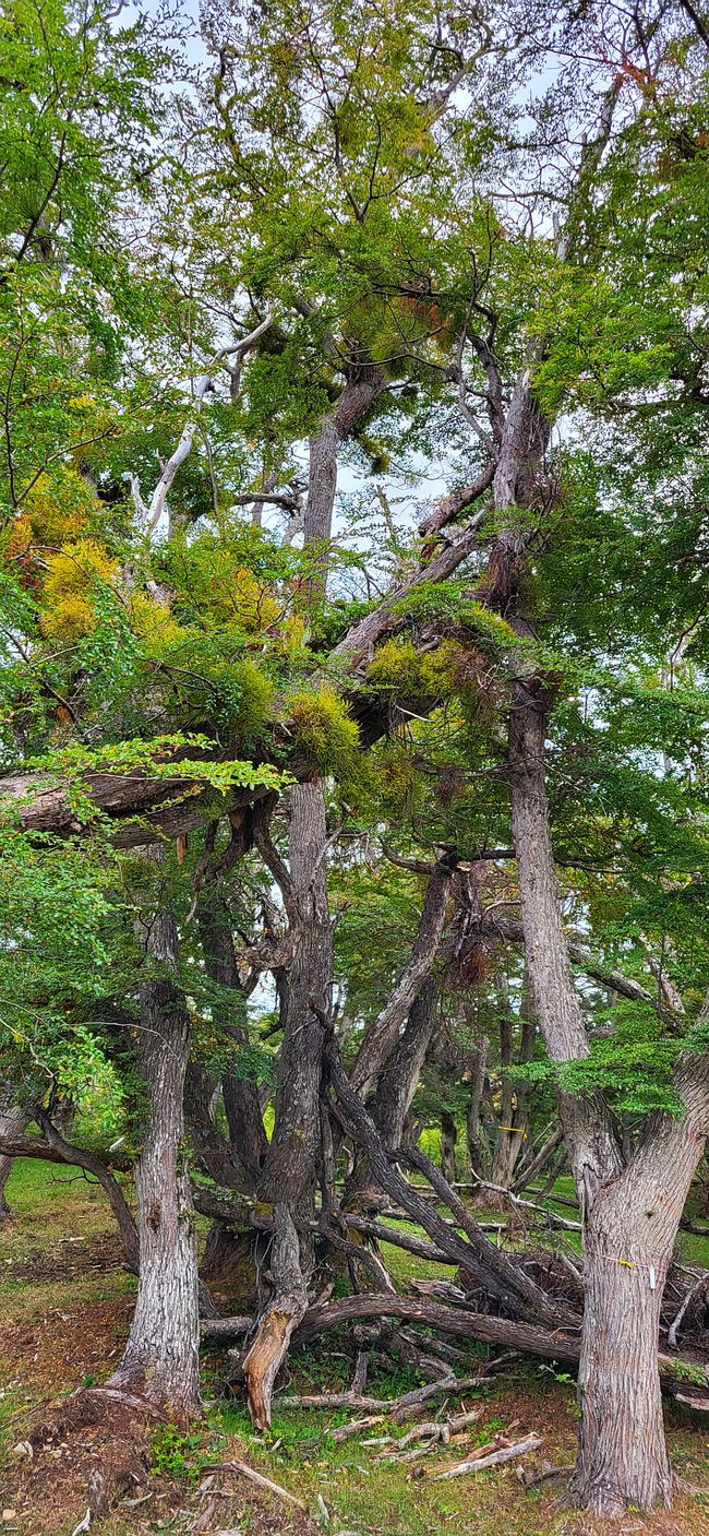 Forest of Cape Horn