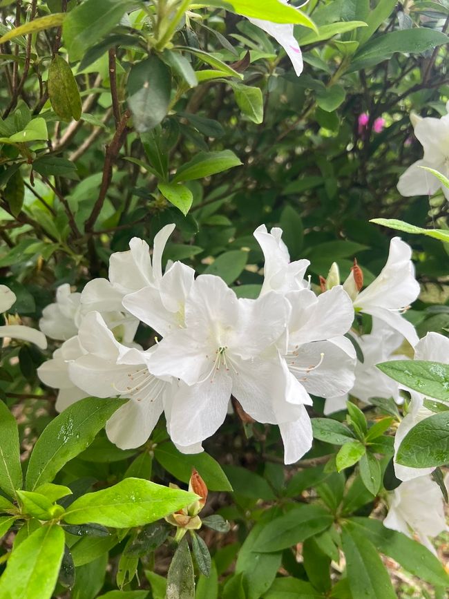 Nebel und Blumen