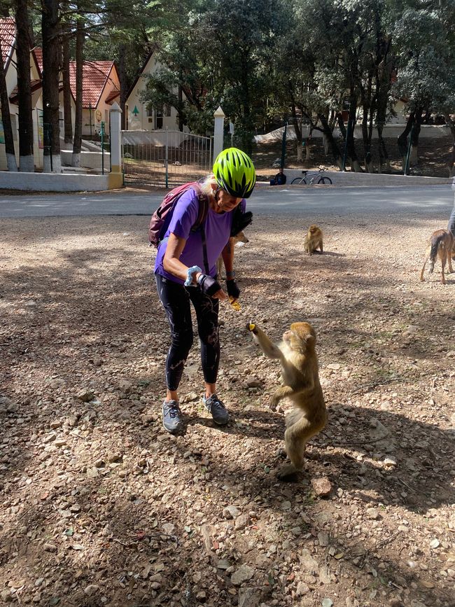 ...and Barbary macaques