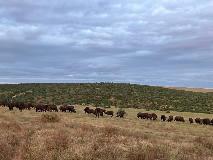 Second part of roadtrip to Addo elephant park from Lemoenfontein