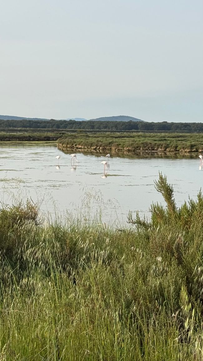 Flamingos im Naturschutzgebiet über die Strasse 