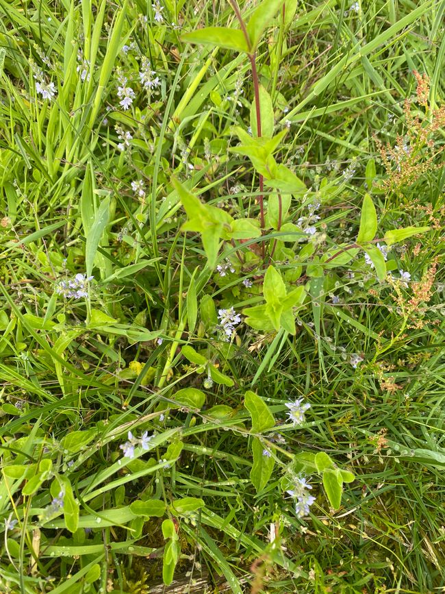 27.05.2024 Montag 