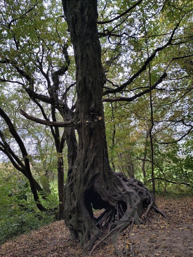 die Wesen des Waldes