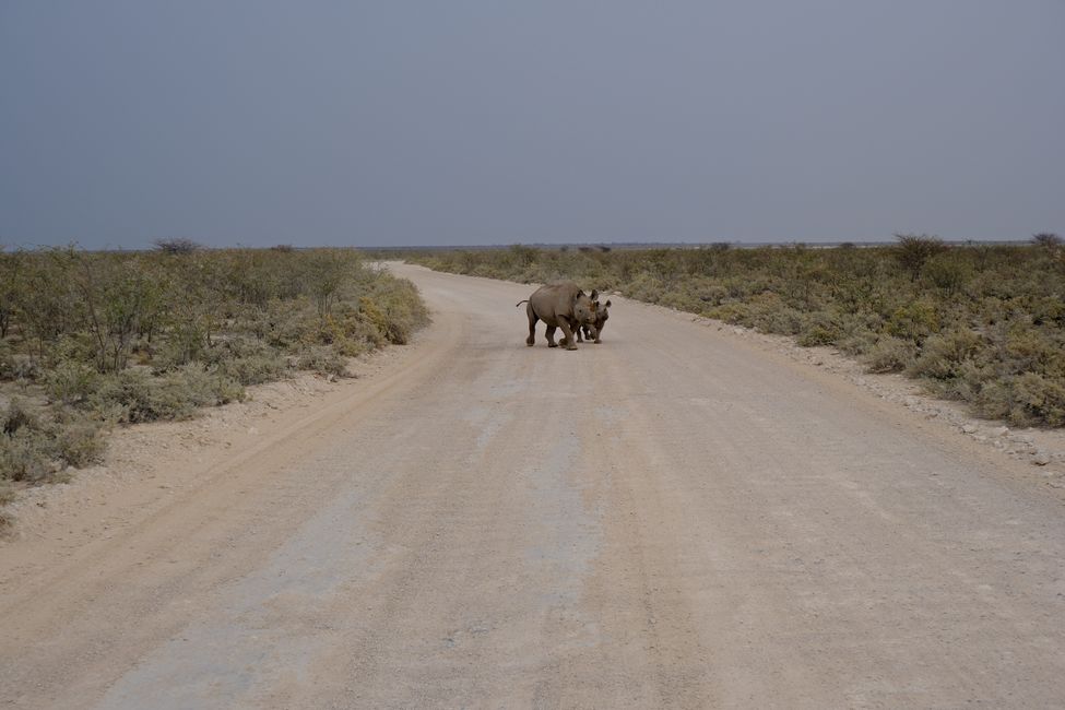 Etosha National Park 🐘🦒