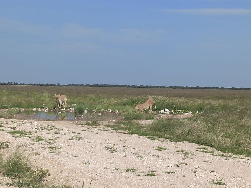 El Parque Nacional Etosha