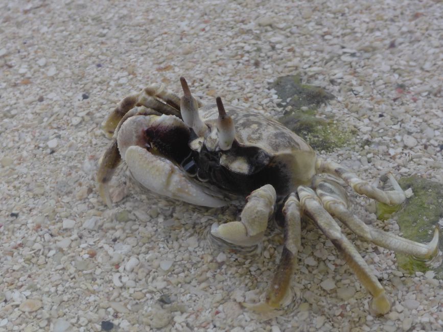 Am Strand gibt es auch viel zu entdecken