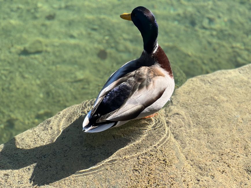 📍Walchensee