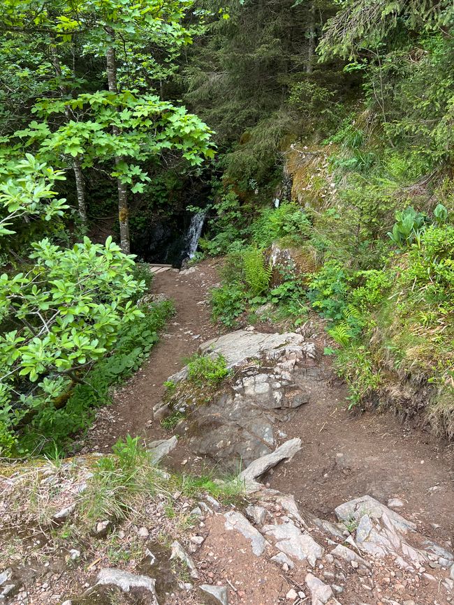 26 Feldbergsteig Escursione Pro Wolermoos